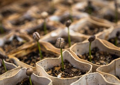 Planting church that plant churches